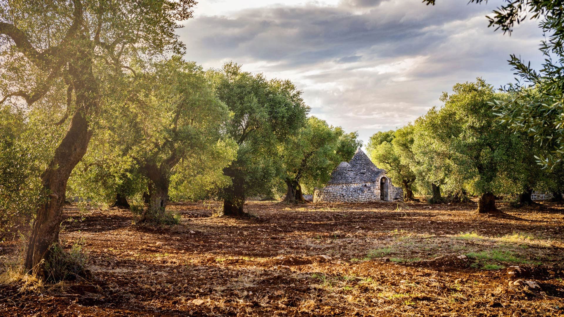 Trullo house among olive groves in the Puglia countryside